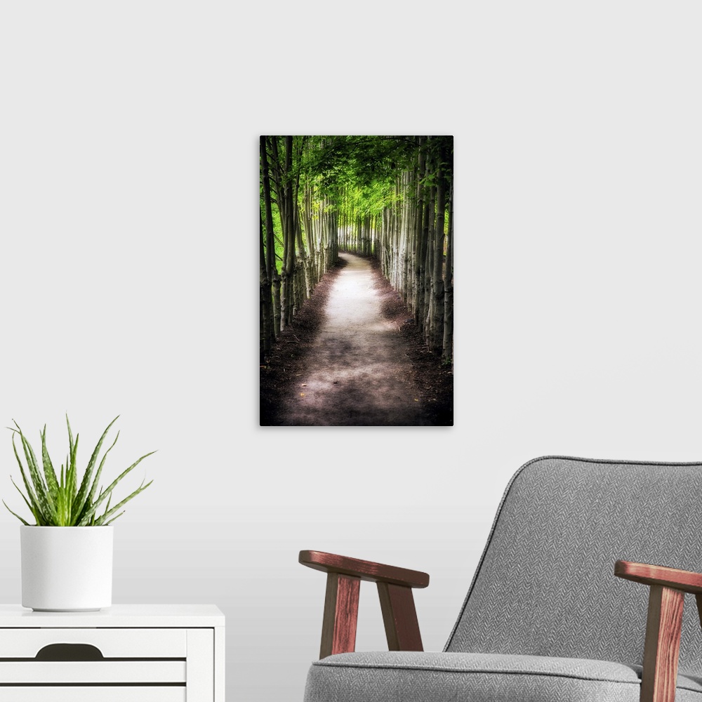 A modern room featuring A photograph of a path lined with tall thin trees.