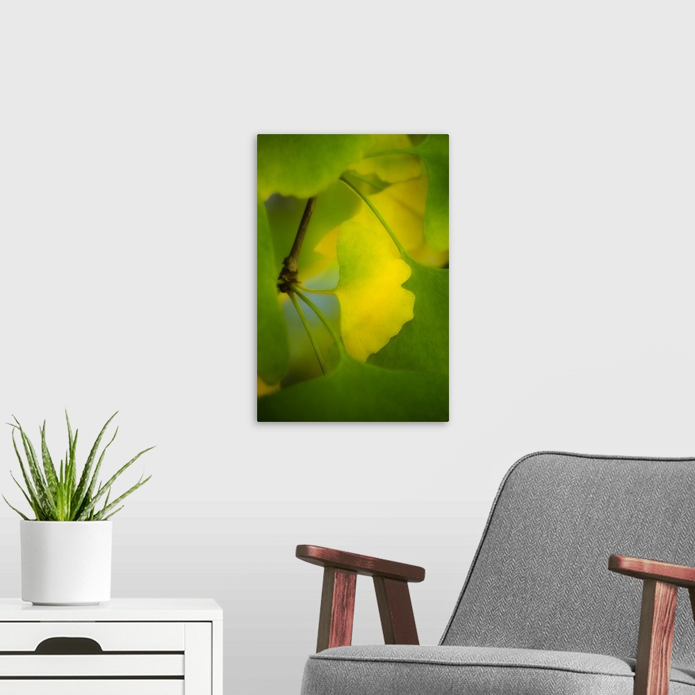 A modern room featuring A green ginkgo biloba leaf