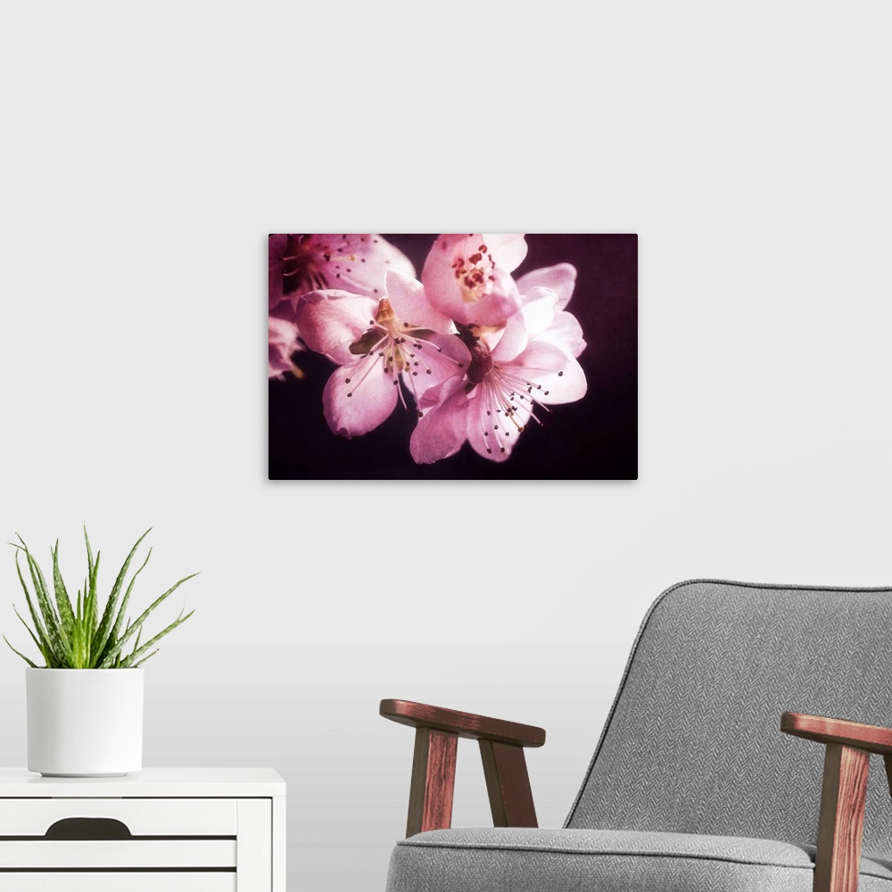 A modern room featuring Peach blossom close up on black background