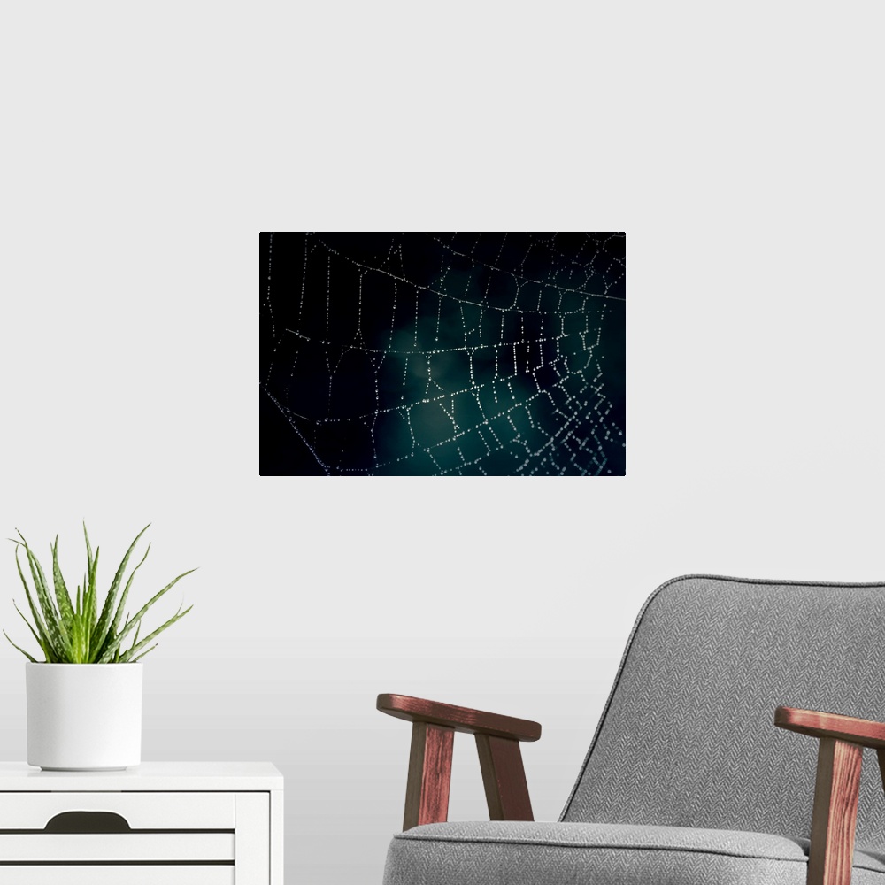 A modern room featuring Large photograph shows a close-up featuring a spider web covered in tiny water drops as they glim...