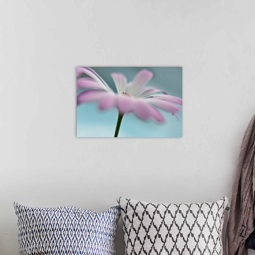 A bohemian room featuring Soft focus macro photograph of a white flower with purple edges on a light blue background with a...