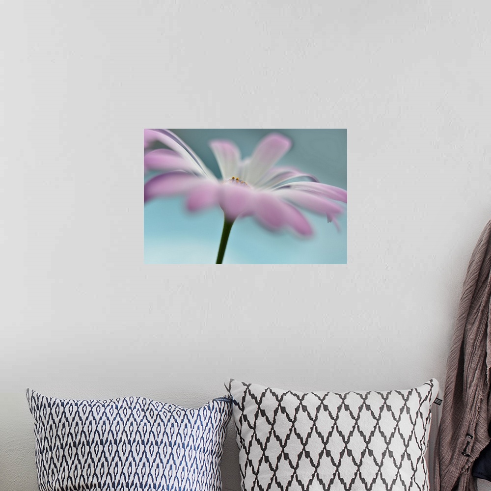 A bohemian room featuring Soft focus macro photograph of a white flower with purple edges on a light blue background with a...
