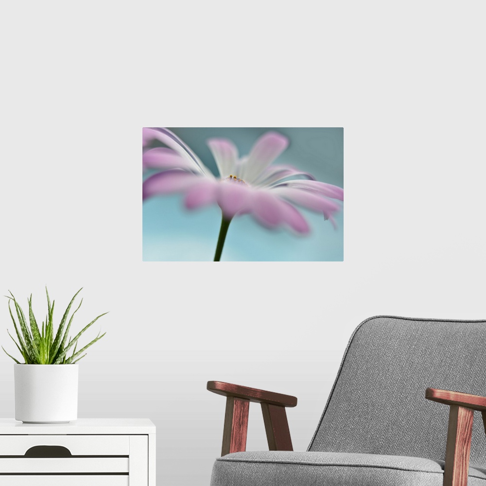 A modern room featuring Soft focus macro photograph of a white flower with purple edges on a light blue background with a...