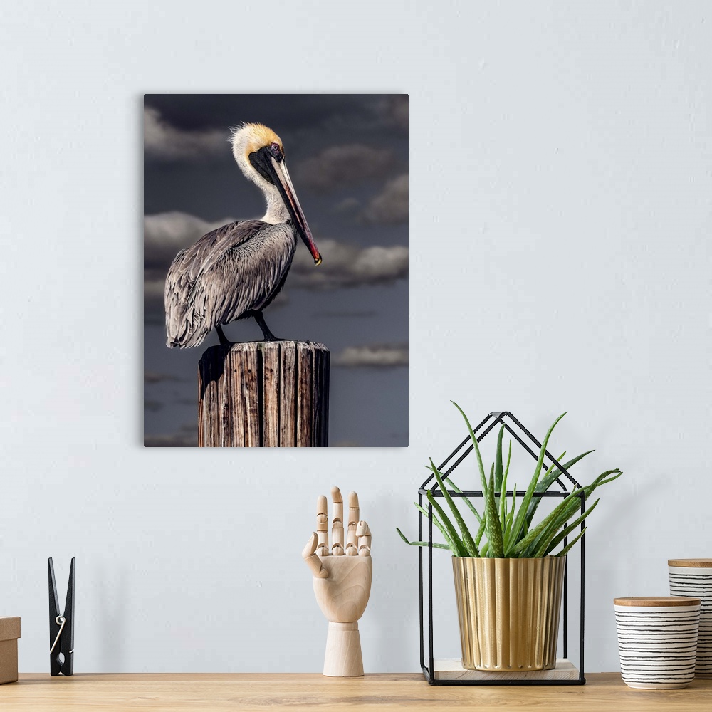 A bohemian room featuring A Brown Pelican perched on a wooden post in front of dark stormclouds.