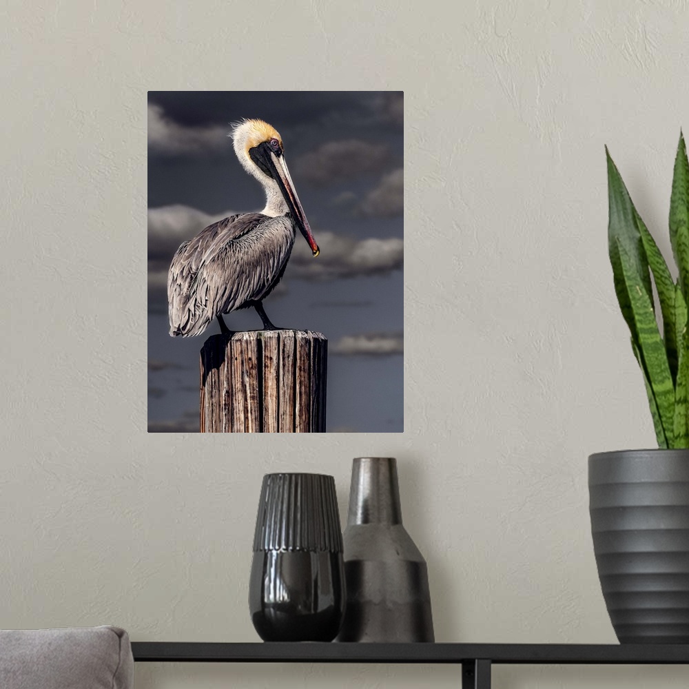 A modern room featuring A Brown Pelican perched on a wooden post in front of dark stormclouds.