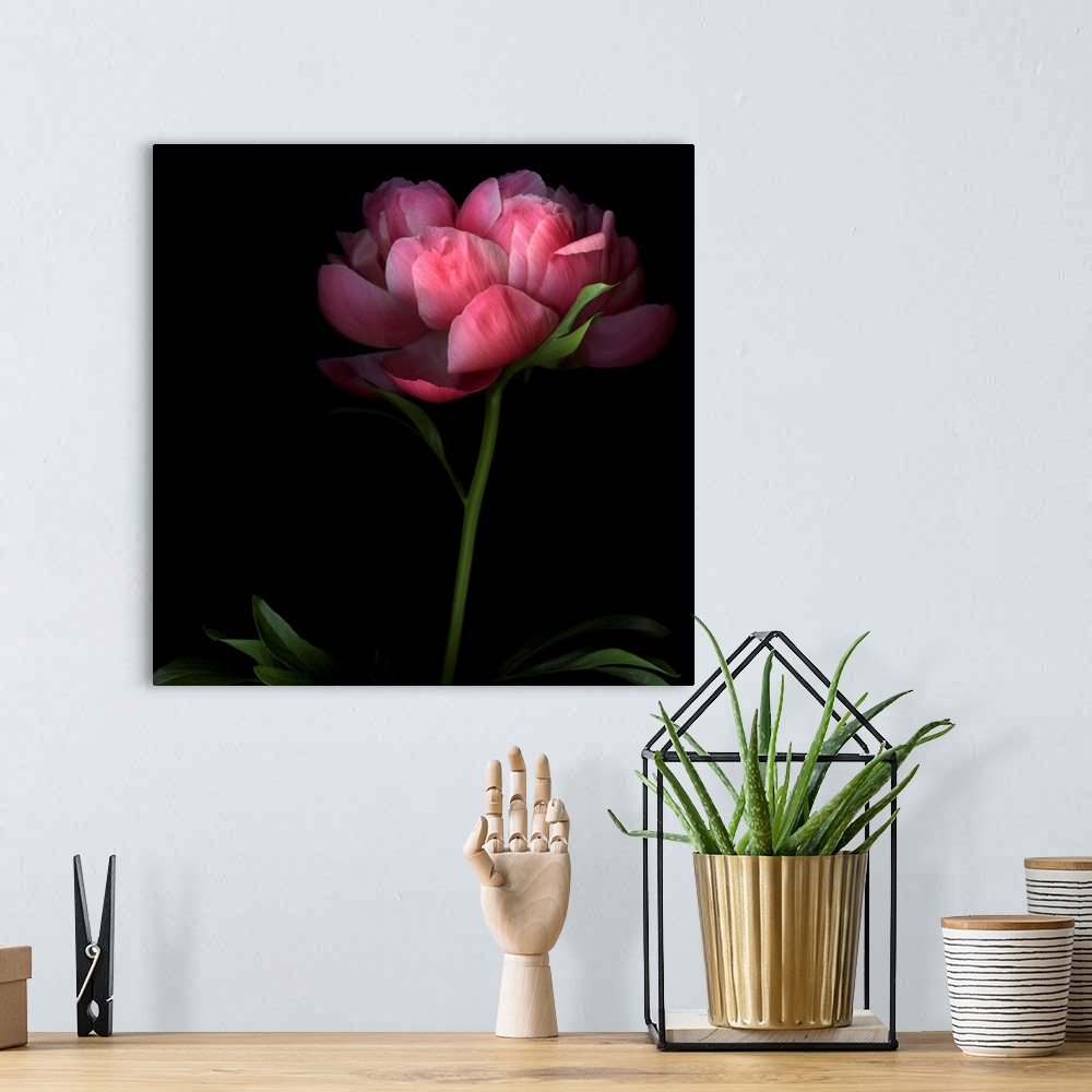 A bohemian room featuring Large, square, fine art photograph of a single peony flower on a long stem, its edges shadowed by...