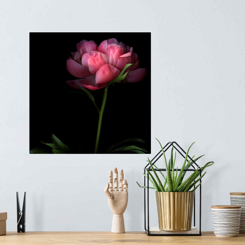 A bohemian room featuring Large, square, fine art photograph of a single peony flower on a long stem, its edges shadowed by...