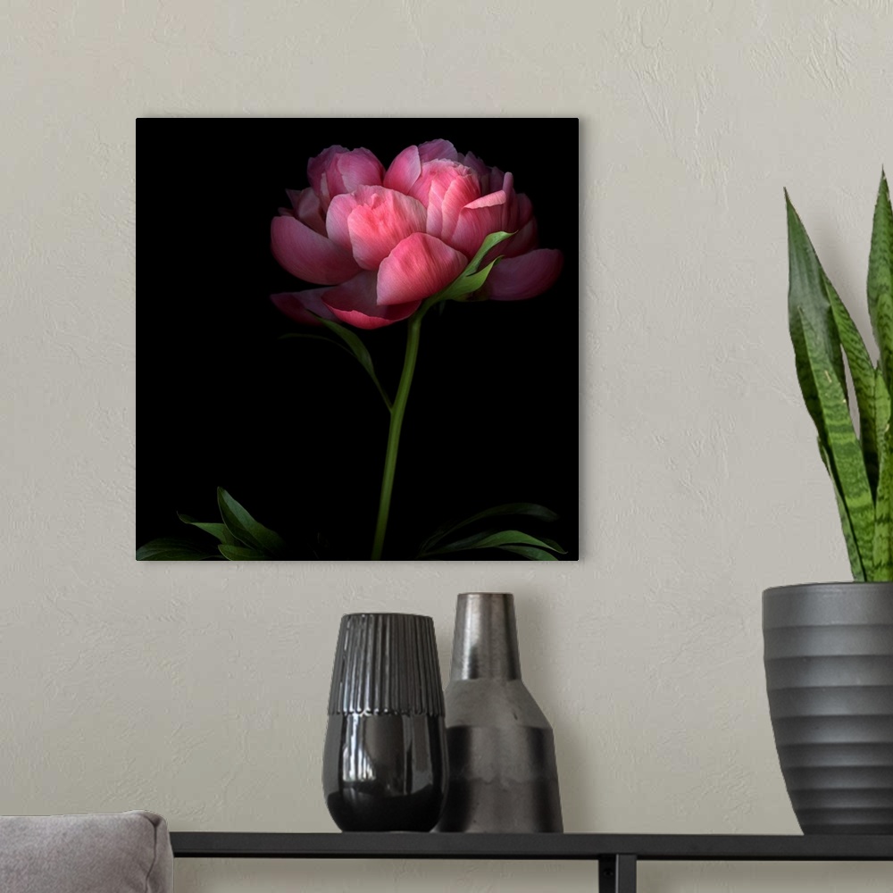 A modern room featuring Large, square, fine art photograph of a single peony flower on a long stem, its edges shadowed by...