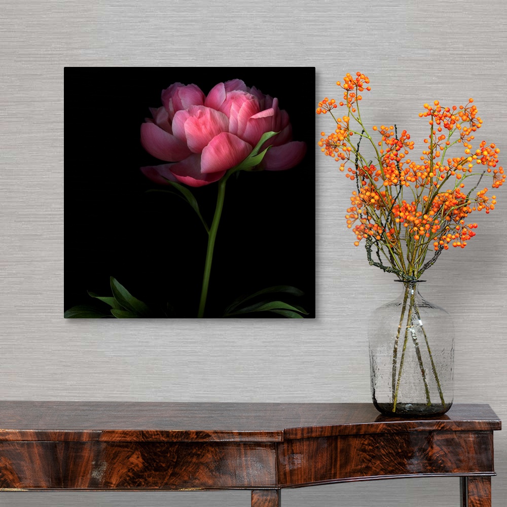 A traditional room featuring Large, square, fine art photograph of a single peony flower on a long stem, its edges shadowed by...