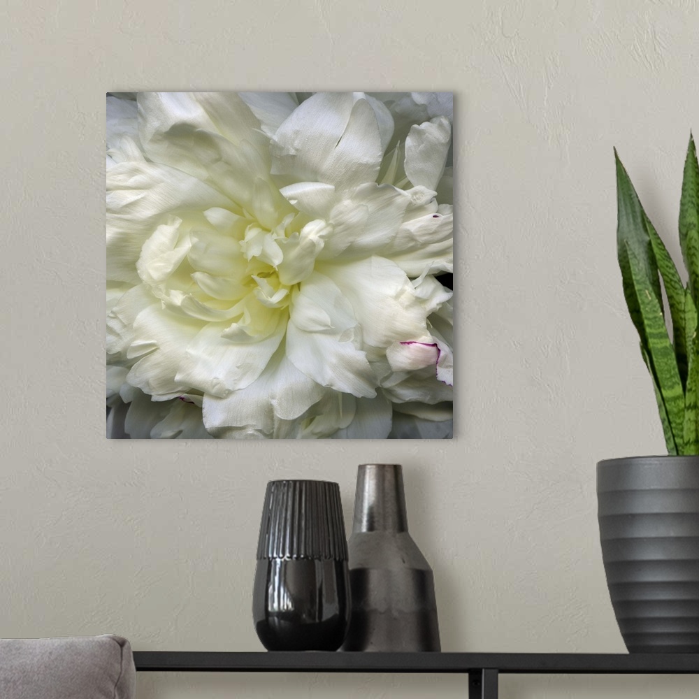 A modern room featuring Peony Close-Up