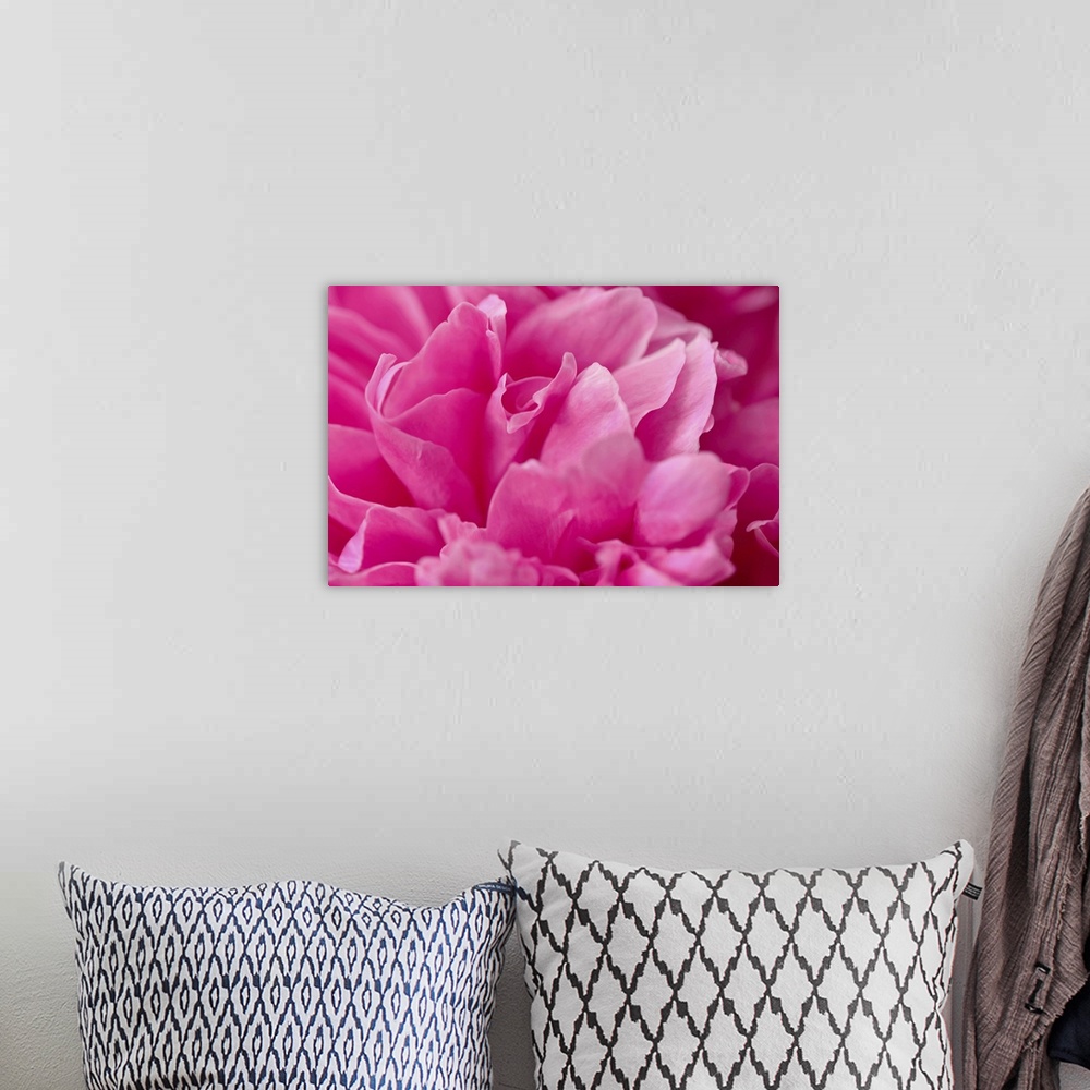 A bohemian room featuring Peony petal in close-up