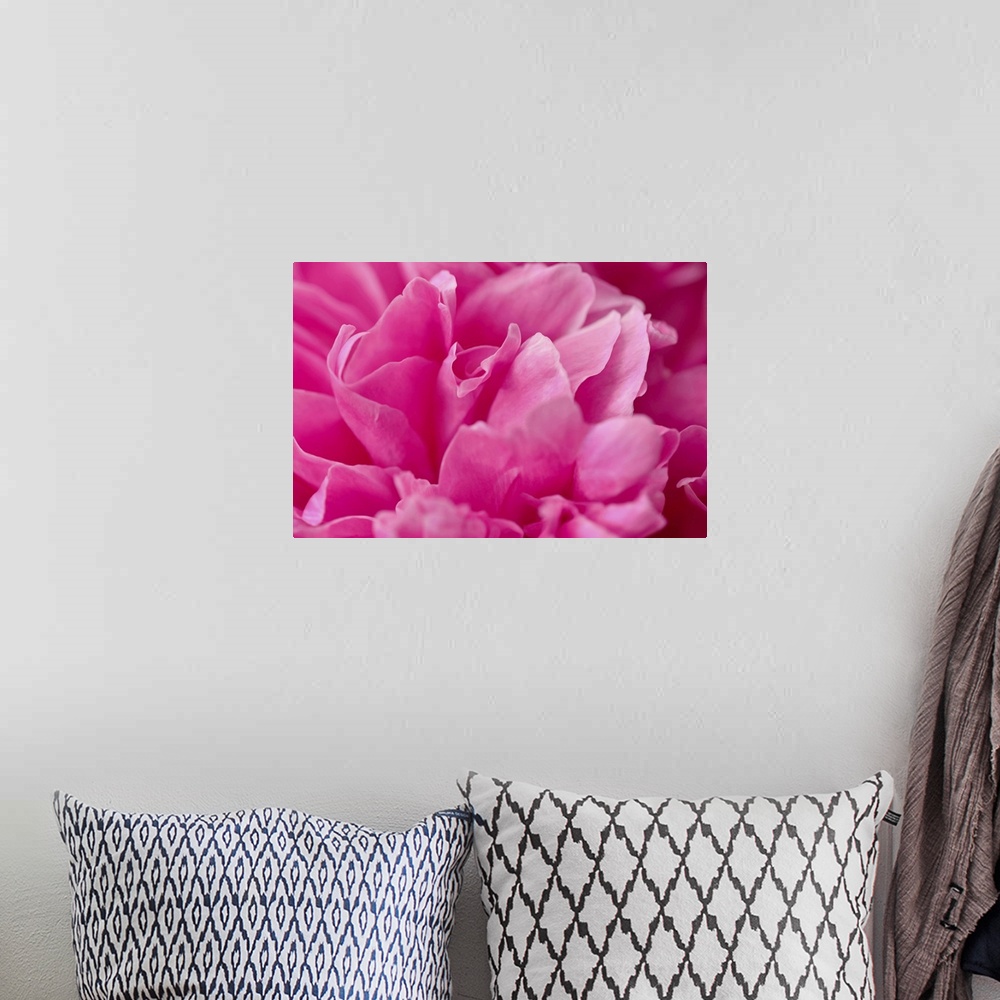 A bohemian room featuring Peony petal in close-up