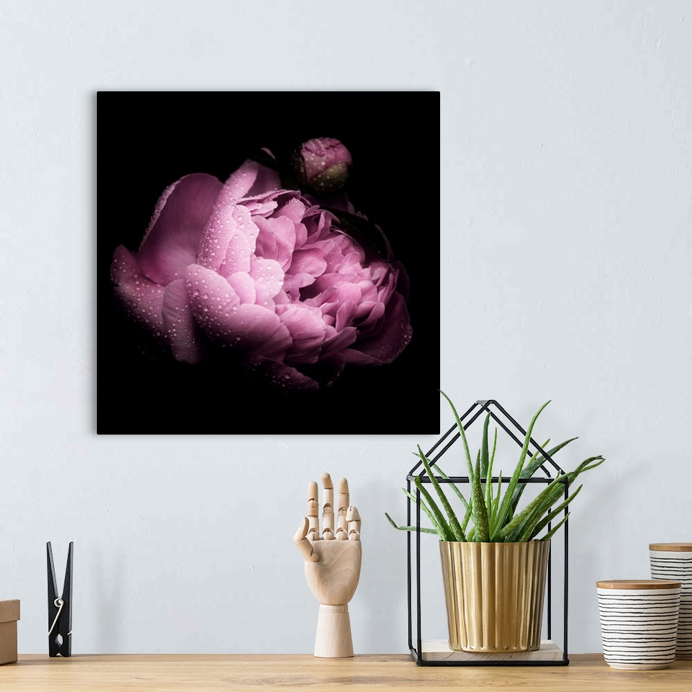 A bohemian room featuring Square image of a pink peony covered in small water droplets on a dark background.