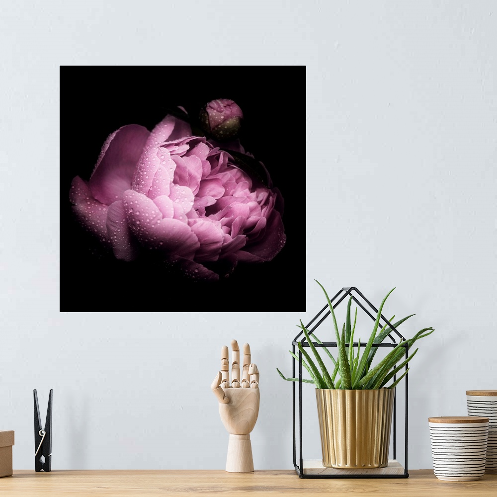 A bohemian room featuring Square image of a pink peony covered in small water droplets on a dark background.