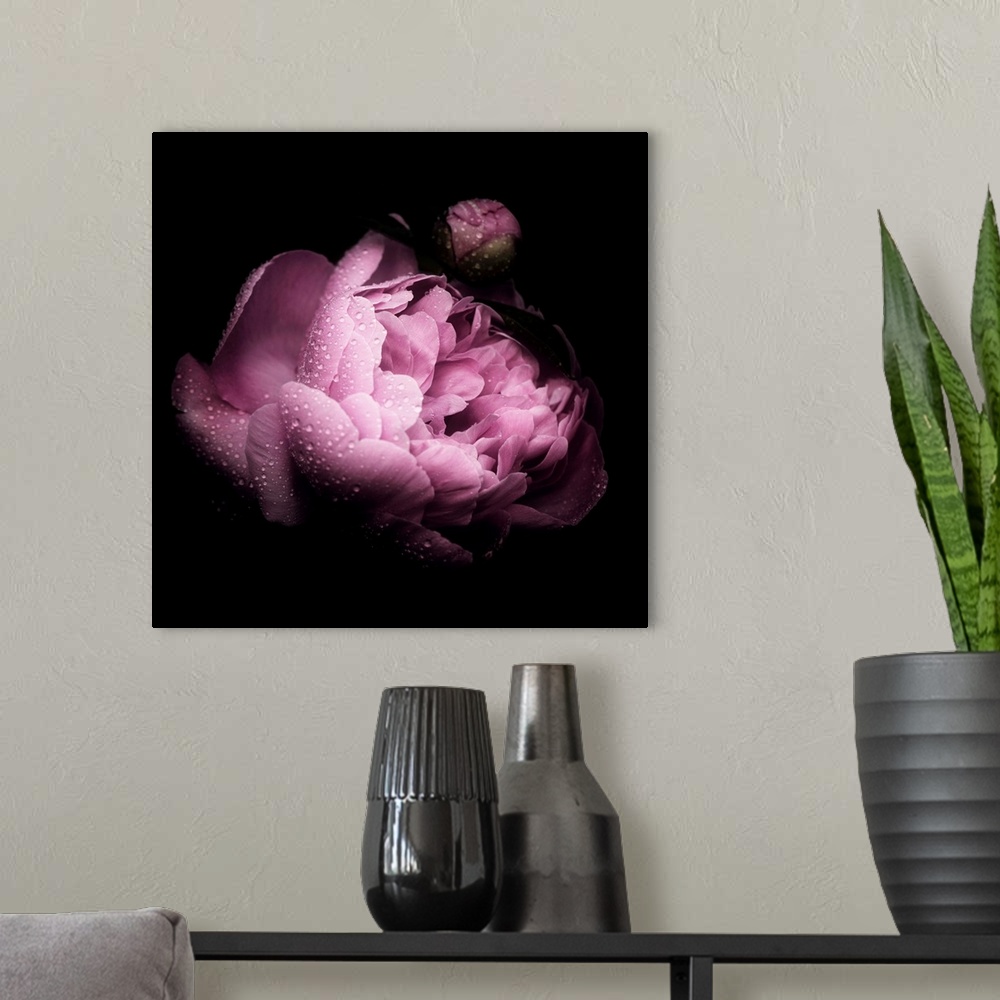 A modern room featuring Square image of a pink peony covered in small water droplets on a dark background.