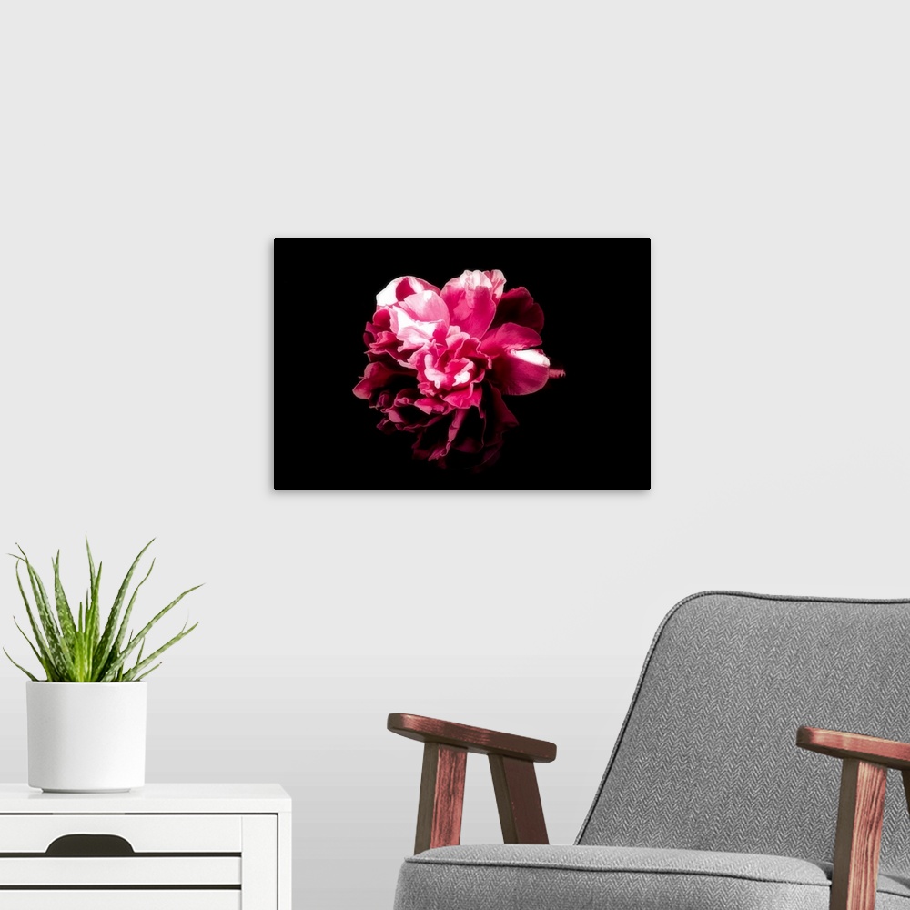 A modern room featuring Close-up peony on a black background with a drawing effect