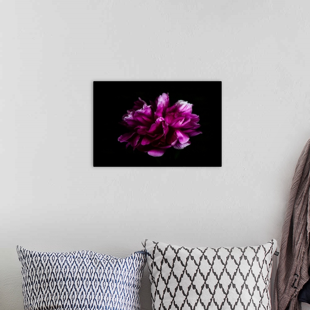 A bohemian room featuring Peony petals on black background