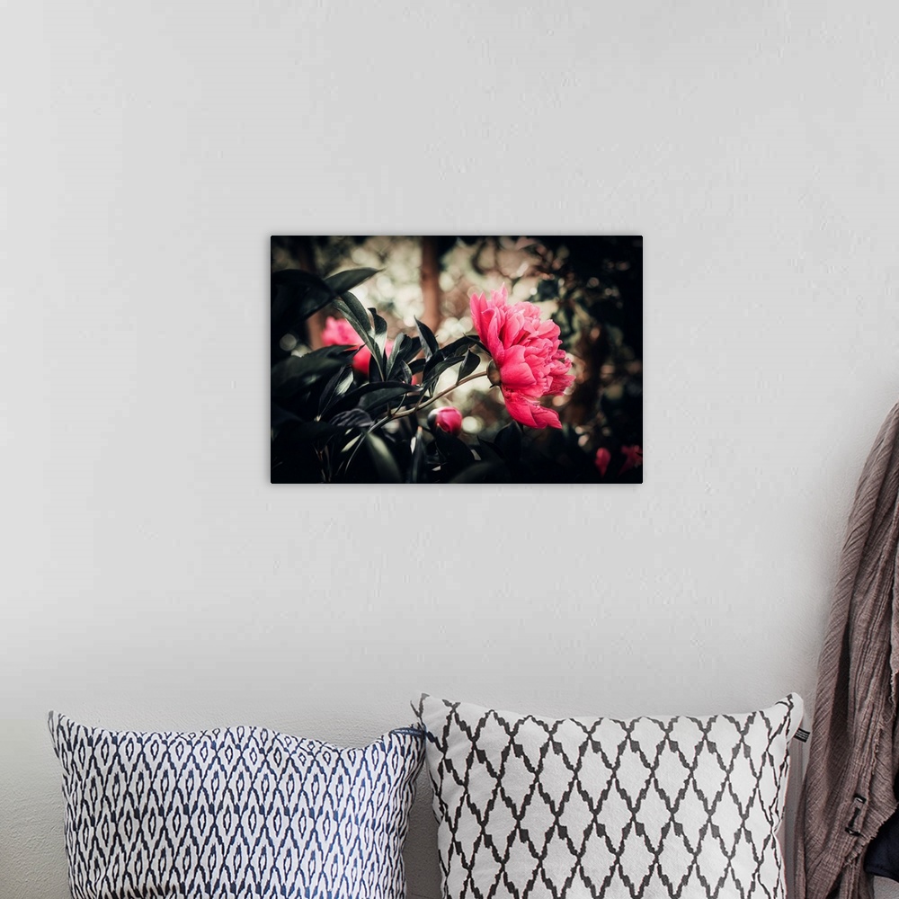 A bohemian room featuring Peony with a bokeh effect