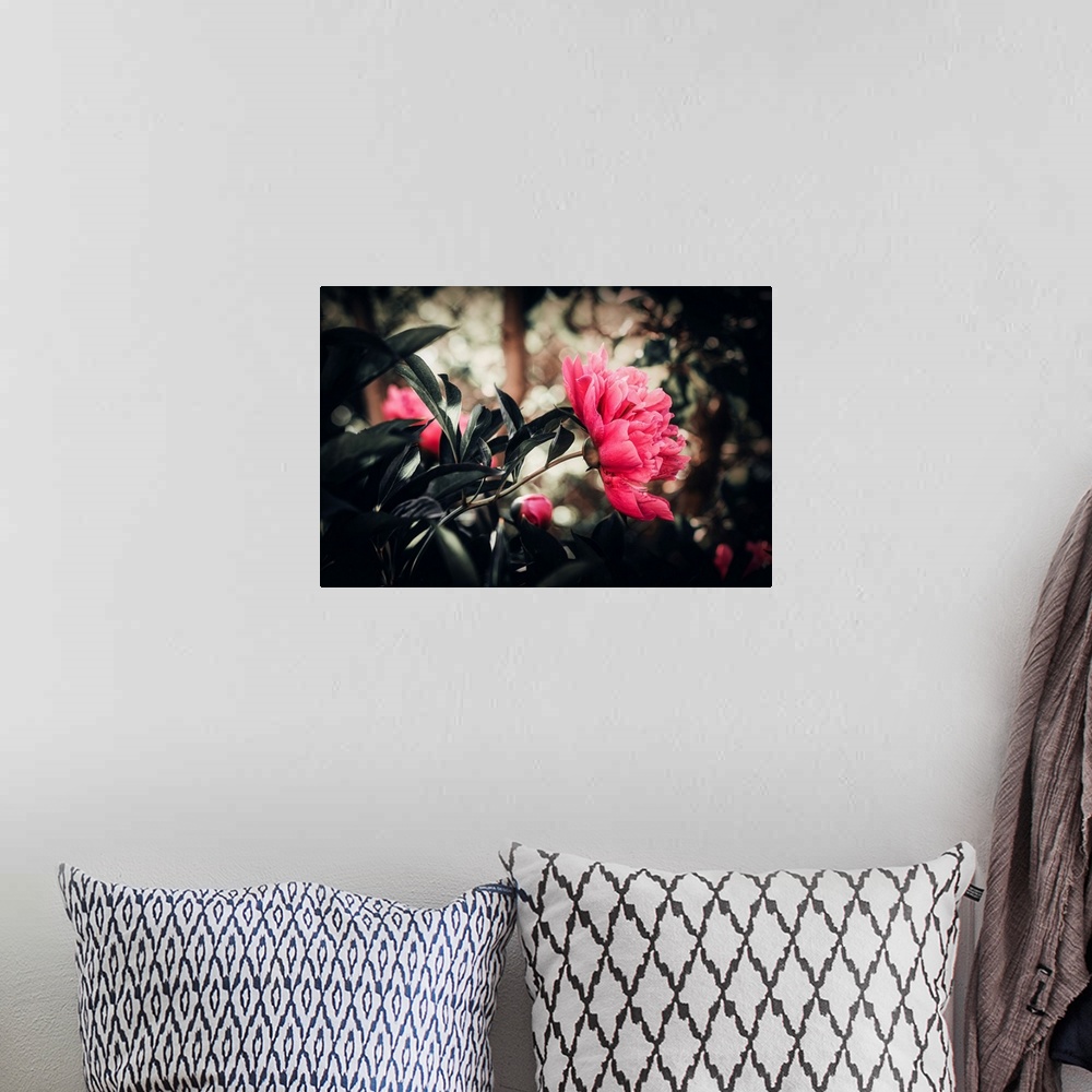 A bohemian room featuring Peony with a bokeh effect