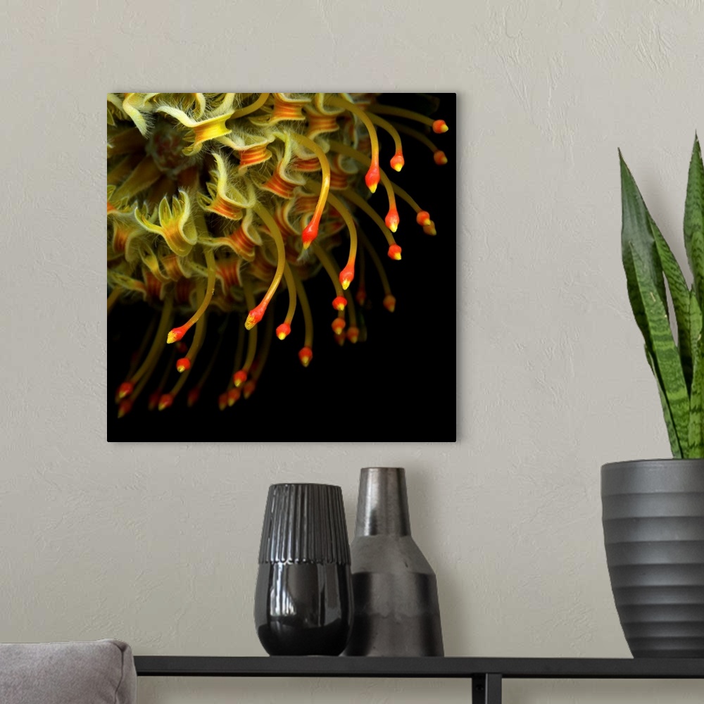 A modern room featuring Close-up of a pinchusion protea.