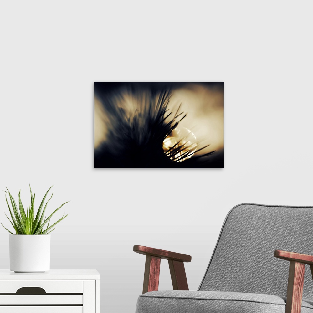 A modern room featuring Artistic photograph of silhouetted pine needles of a tree against a background of the setting sun.