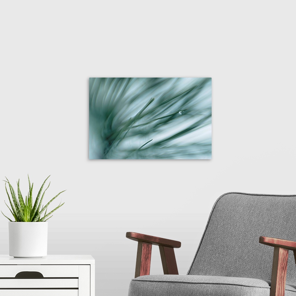 A modern room featuring Pine Needles In Rain