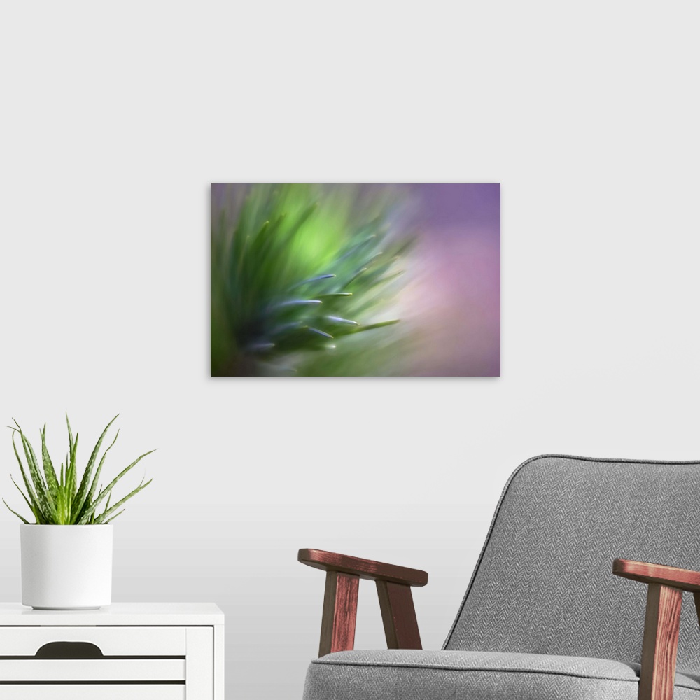 A modern room featuring Pastel macro image of pine needles.