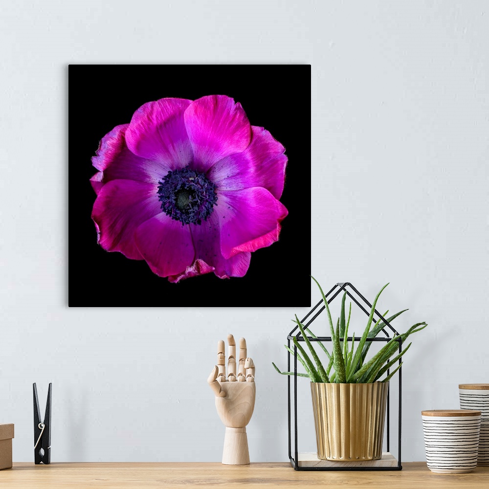 A bohemian room featuring Pink Anemone Close-up