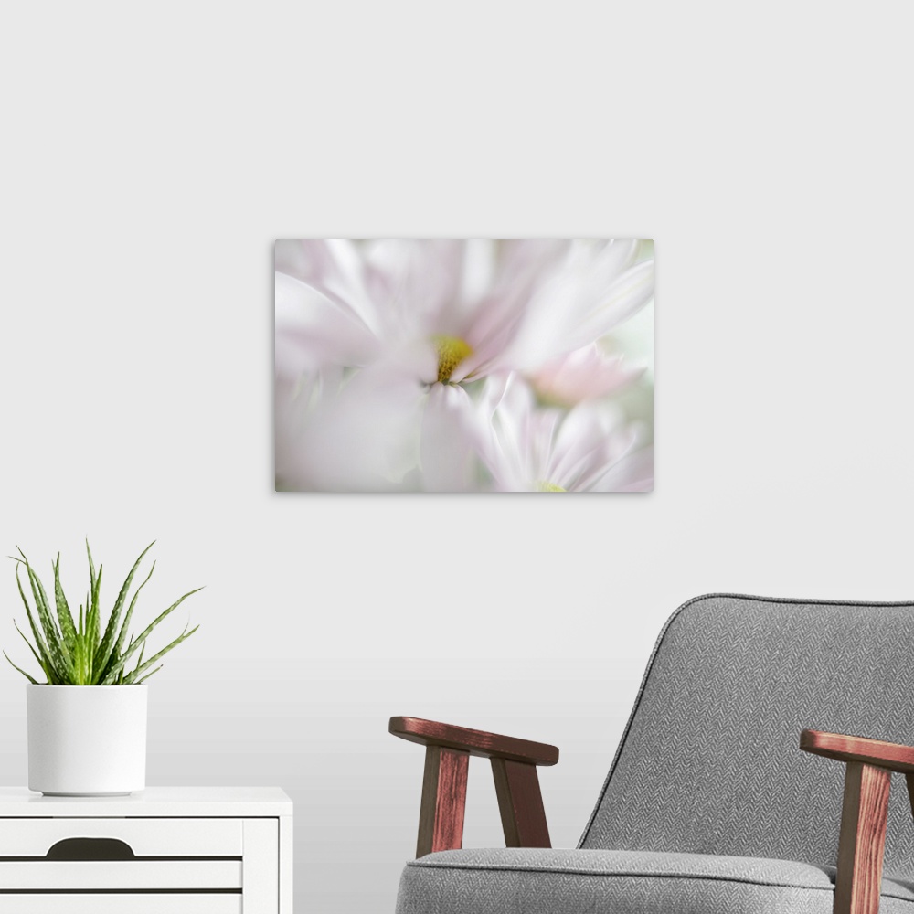A modern room featuring A soft image with shallow depth of field of blooming pink flowers.