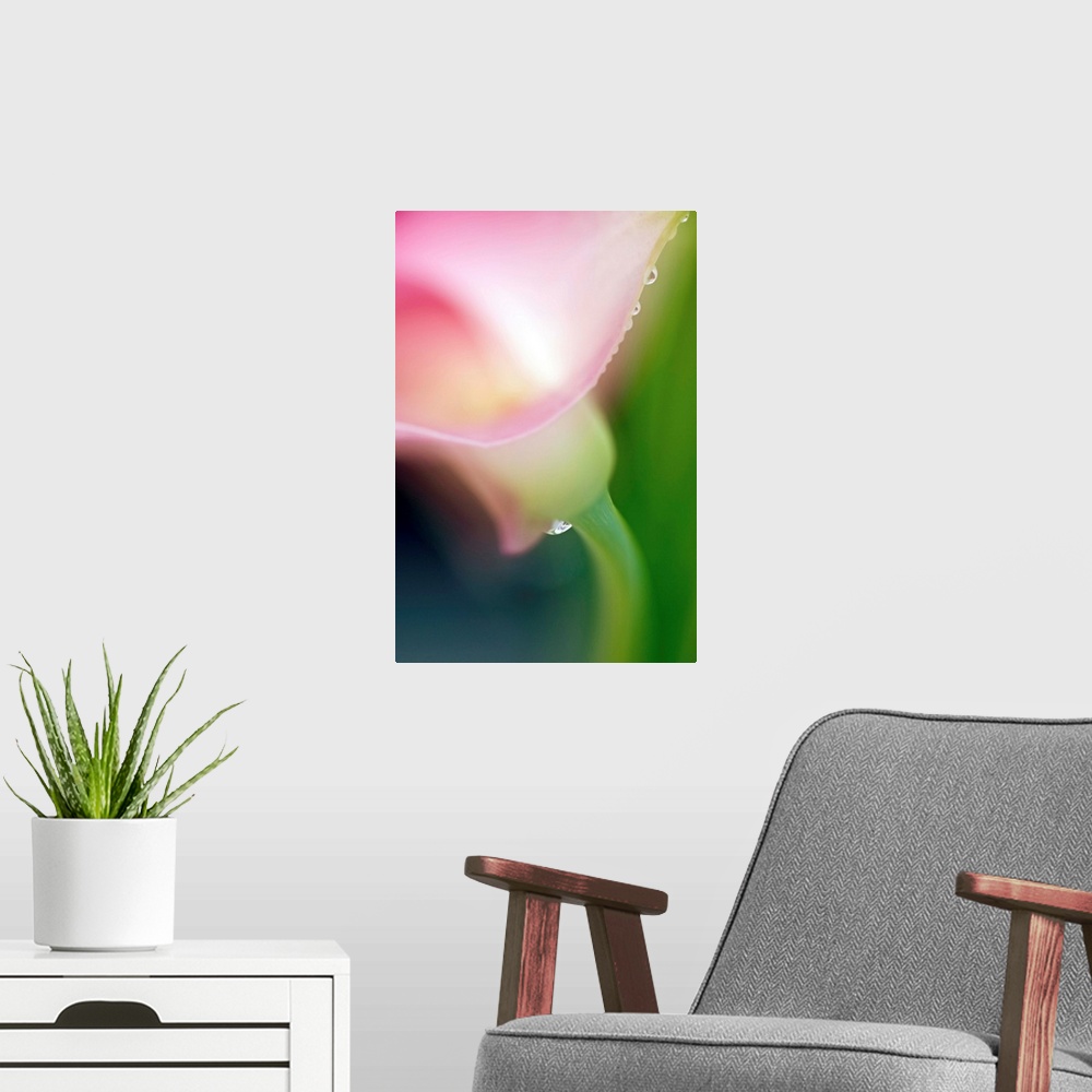 A modern room featuring Pink Calla