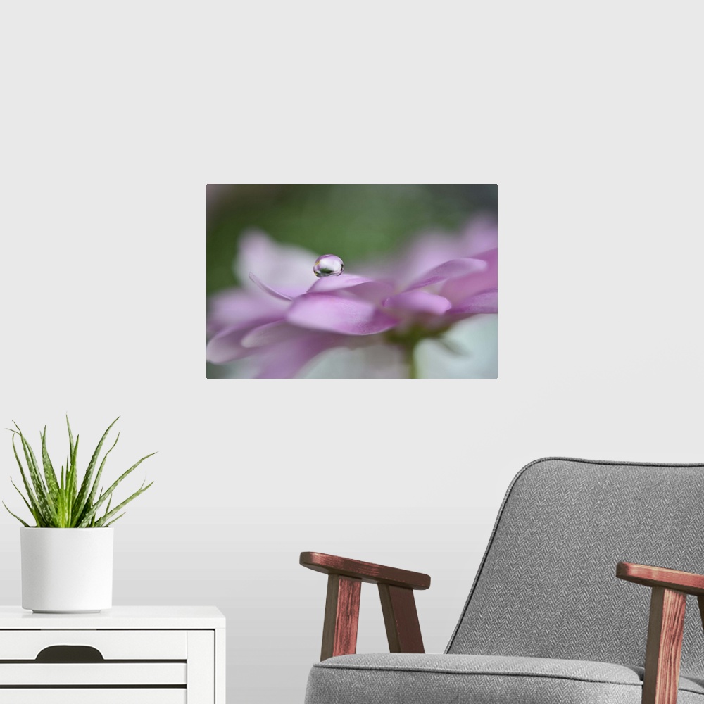 A modern room featuring A photograph of a water droplet sitting on the edge of a pink flower petal.