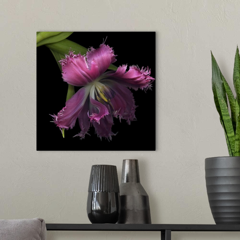 A modern room featuring Pink Frazzled Tulip