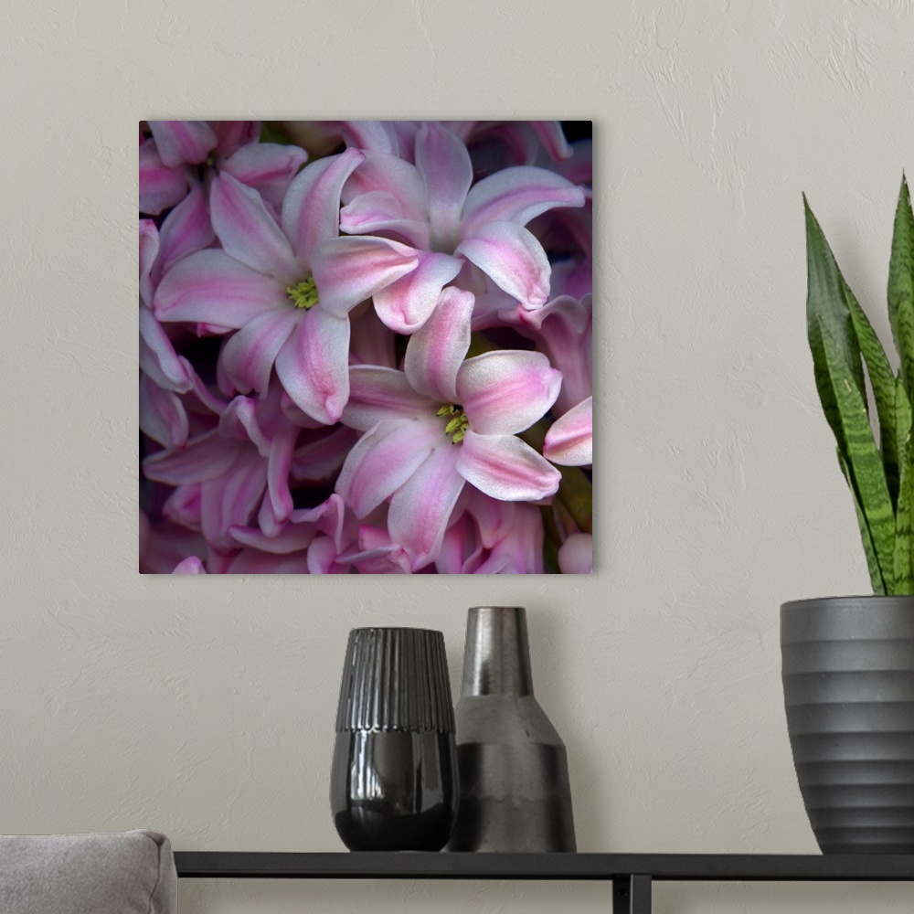 A modern room featuring Detail of the petals of pink hyacynths.