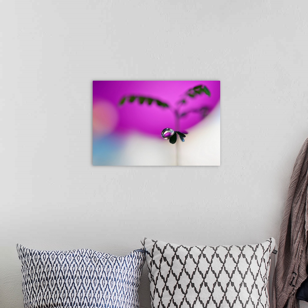 A bohemian room featuring A droplet of water balancing on the edge of a small leaf, with a magenta background.