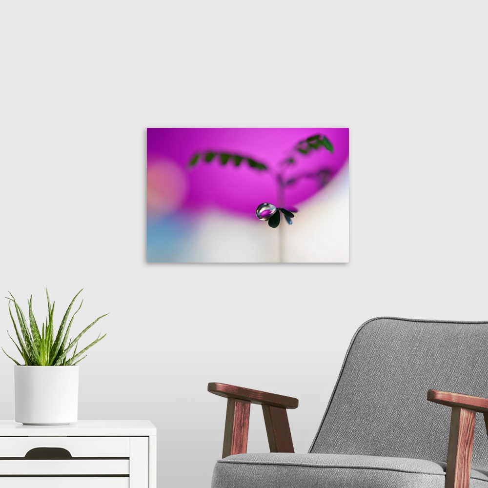 A modern room featuring A droplet of water balancing on the edge of a small leaf, with a magenta background.