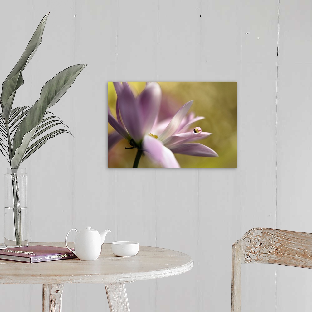 A farmhouse room featuring A macro photograph of a pink flower with a water droplet sitting on the end of one of its petals.