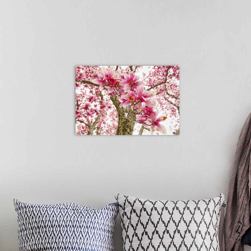A bohemian room featuring Pink Magnolia Tree Bloom.