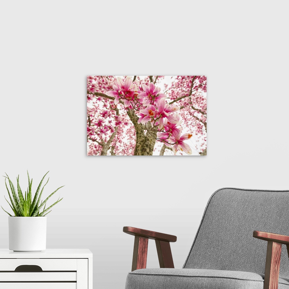 A modern room featuring Pink Magnolia Tree Bloom.