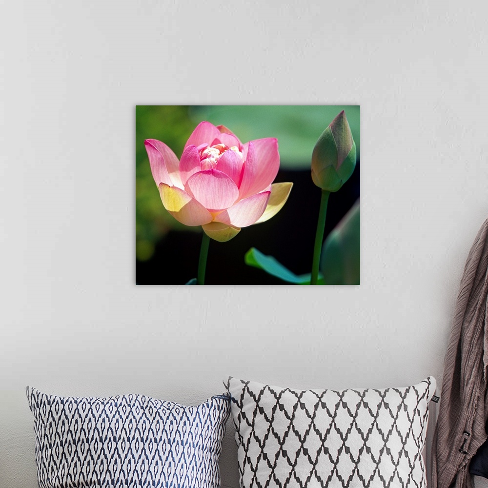 A bohemian room featuring Big canvas print of a flower blooming next to one that is still enclosed in a flower bud.
