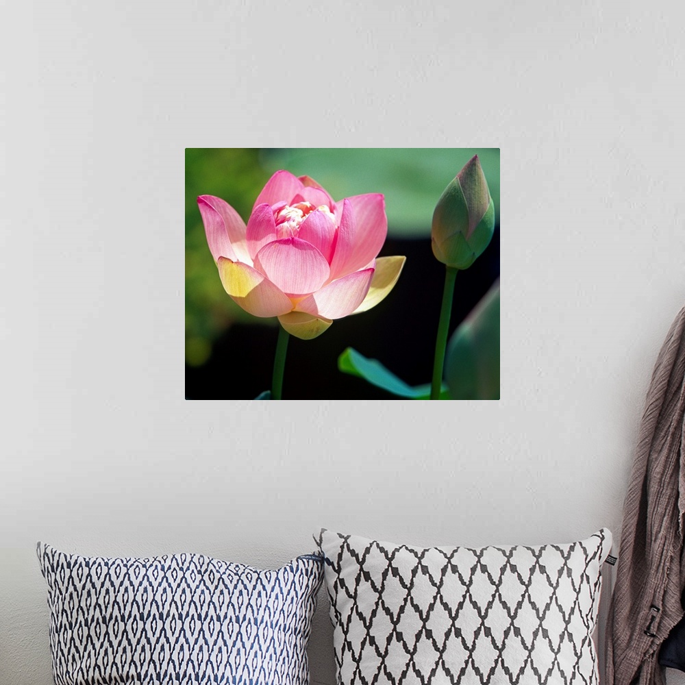 A bohemian room featuring Big canvas print of a flower blooming next to one that is still enclosed in a flower bud.