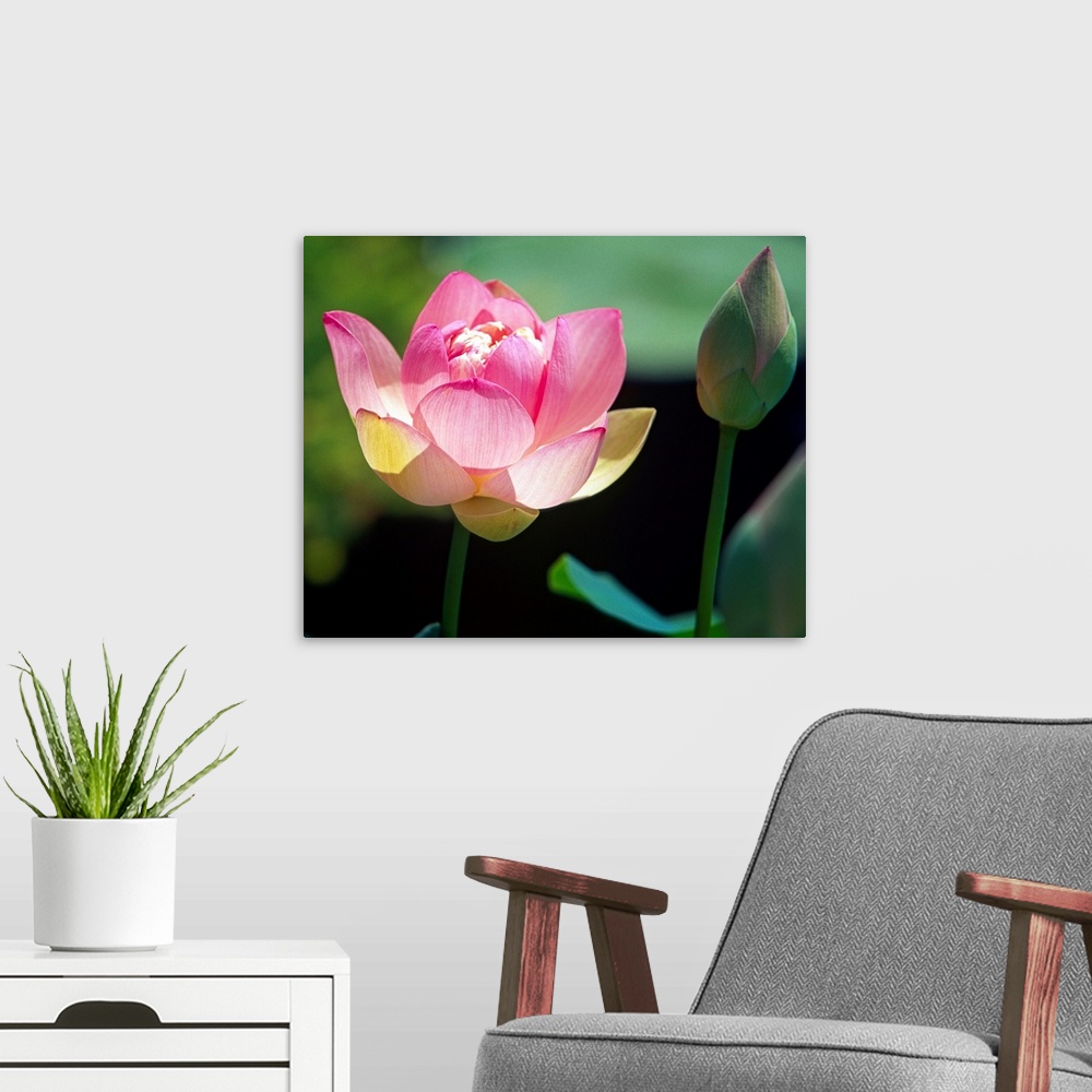 A modern room featuring Big canvas print of a flower blooming next to one that is still enclosed in a flower bud.