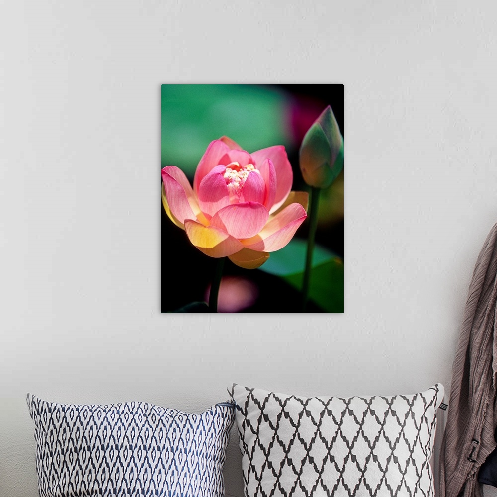 A bohemian room featuring Large, vertical close up photograph of a pink lotus flower in the sunlight, in bloom, another bud...