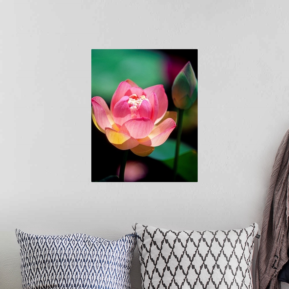 A bohemian room featuring Large, vertical close up photograph of a pink lotus flower in the sunlight, in bloom, another bud...