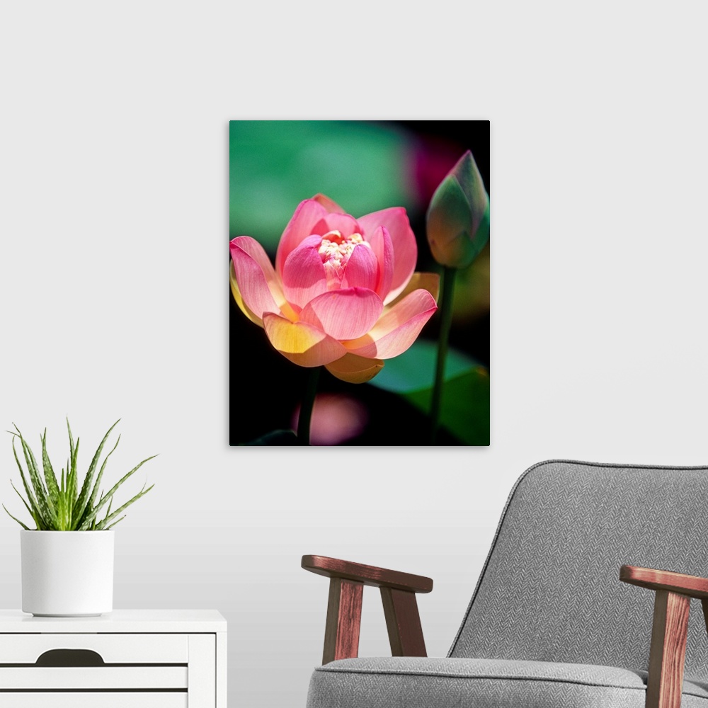 A modern room featuring Large, vertical close up photograph of a pink lotus flower in the sunlight, in bloom, another bud...