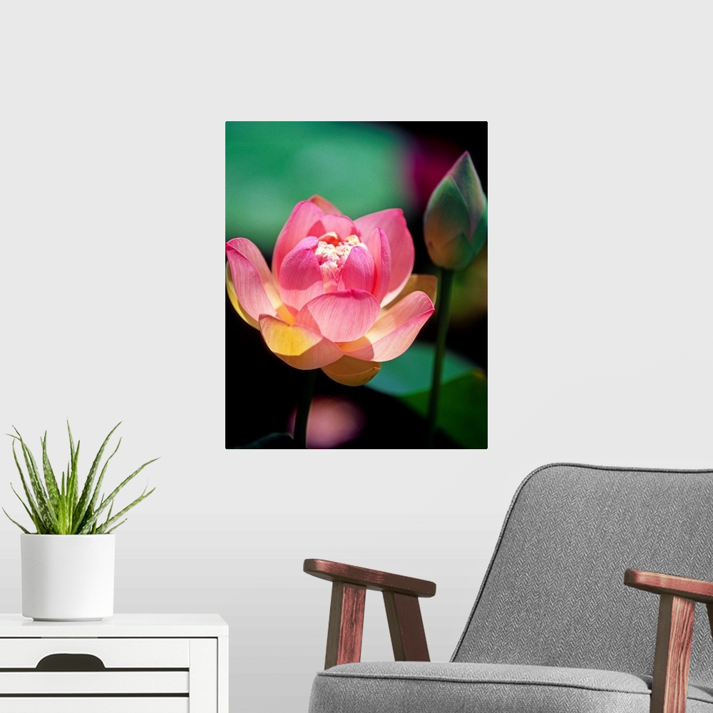 A modern room featuring Large, vertical close up photograph of a pink lotus flower in the sunlight, in bloom, another bud...