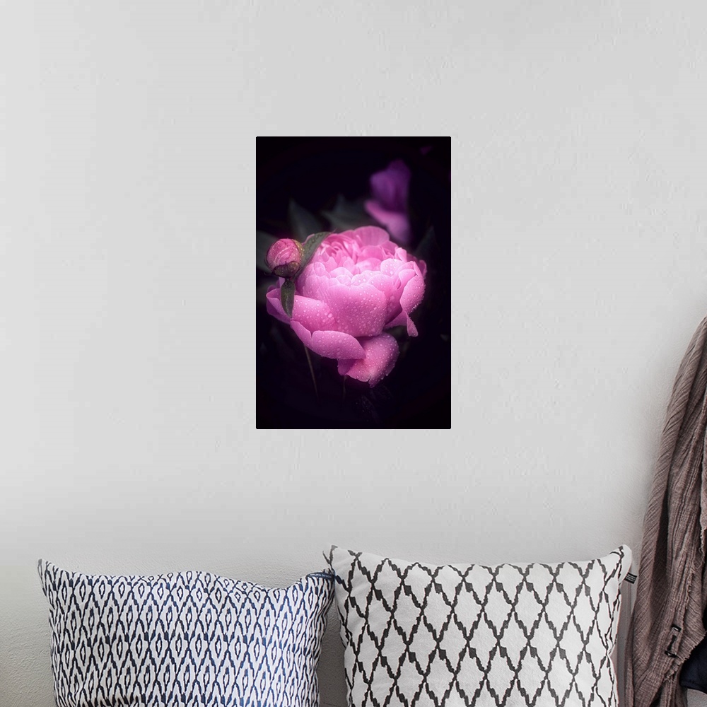 A bohemian room featuring Dreamlike photograph of a bright pink peony covered in water droplets with a dark background.