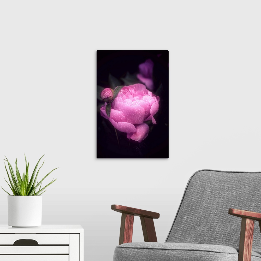 A modern room featuring Dreamlike photograph of a bright pink peony covered in water droplets with a dark background.