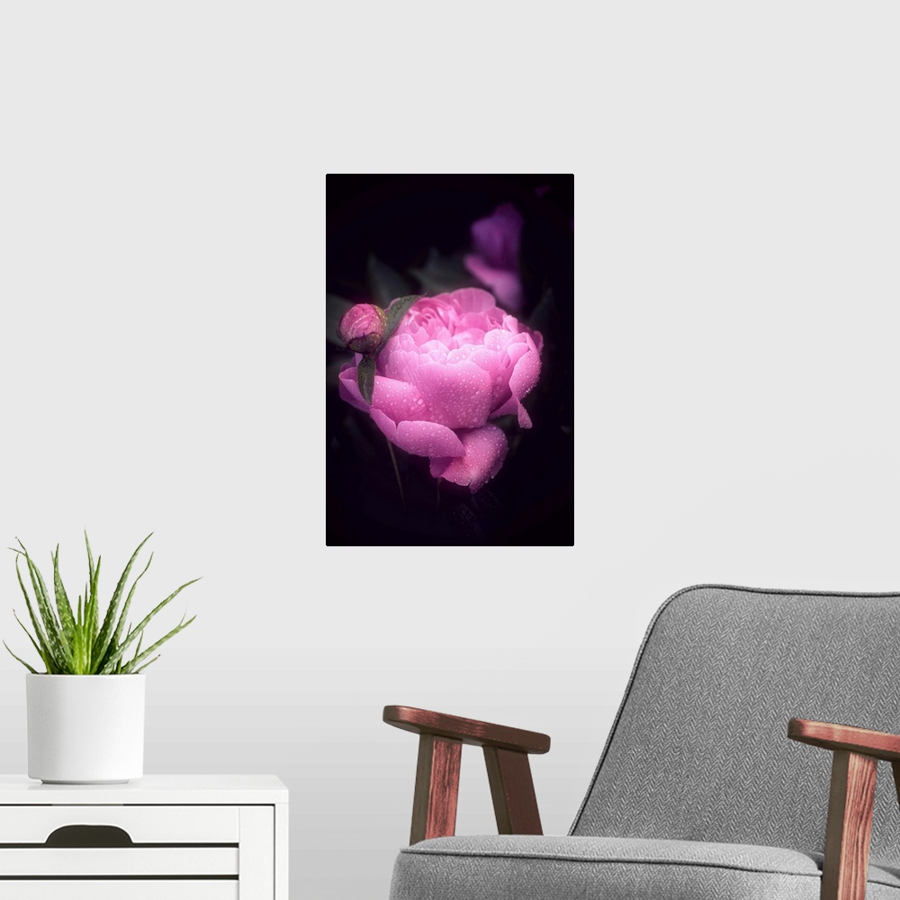 A modern room featuring Dreamlike photograph of a bright pink peony covered in water droplets with a dark background.