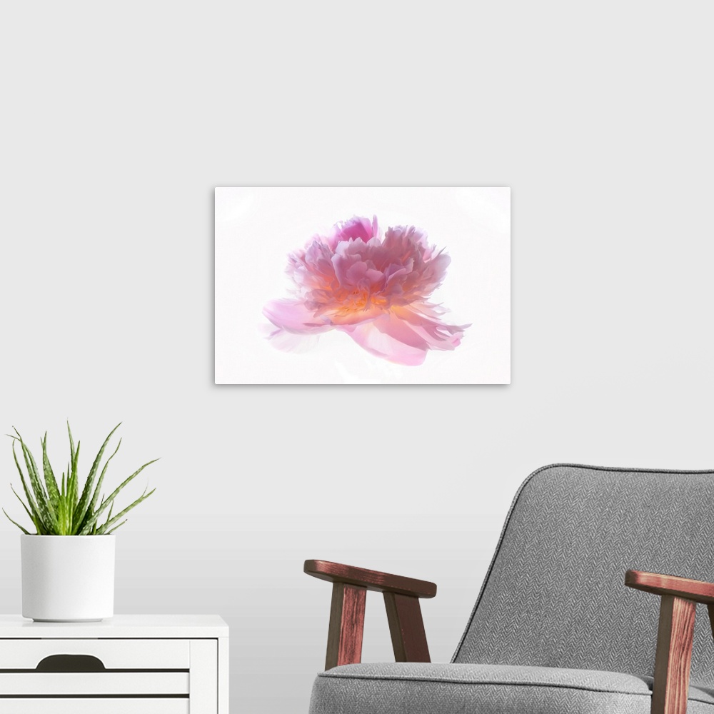 A modern room featuring Peony head on white background