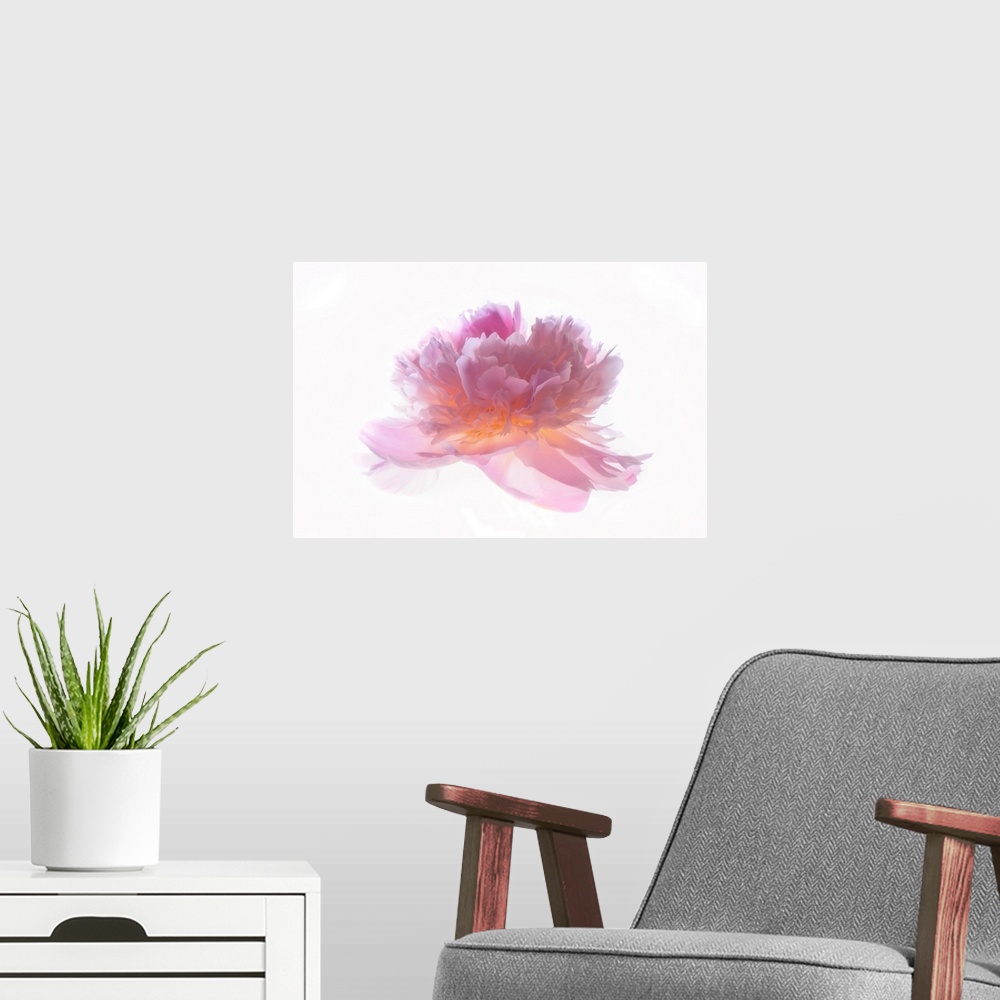A modern room featuring Peony head on white background